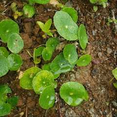 Hydrocotyle verticillata image