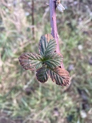 Rubus tuberculatus