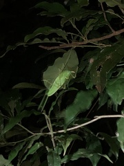 Copiphora rhinoceros