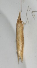 Donacaula
