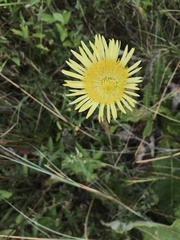 Berkheya radula
