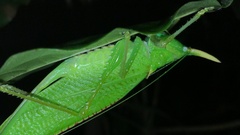 Copiphora rhinoceros