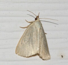 Protodeltote albidula