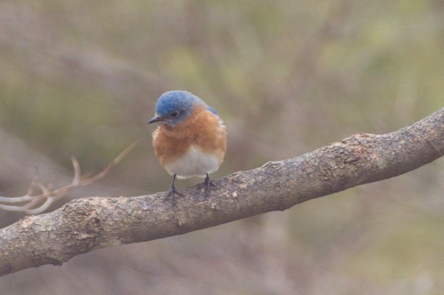 Eastern Bluebird photographed in Virginia