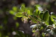 Arctostaphylos sensitiva