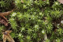 Polytrichum formosum