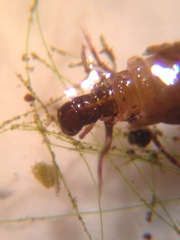 Limnephilidae