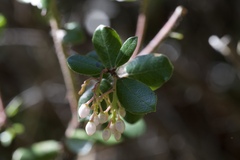 Arctostaphylos sensitiva