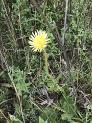 Berkheya radula