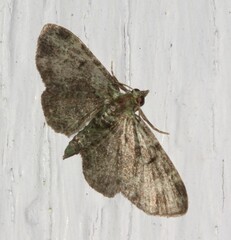 Pasiphila rectangulata