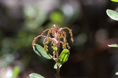 Arctostaphylos sensitiva