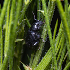 Entiminae