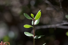 Arctostaphylos sensitiva