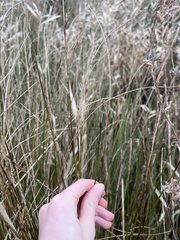 Juncus inflexus