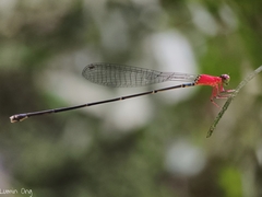 Amphicnemis gracilis