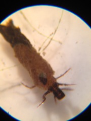 Limnephilidae