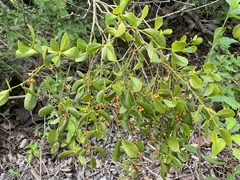 Lorantheae