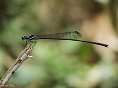 Prodasineura collaris