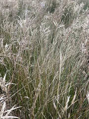 Juncus inflexus