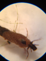 Limnephilidae