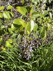 Ligustrum lucidum
