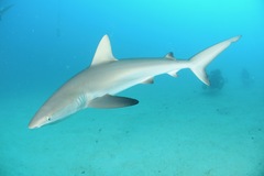 Carcharhinus