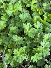 Geranium carolinianum