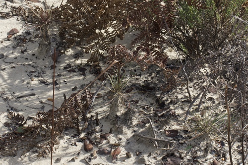 Image of Erysimum teretifolium by (c) Arvel Hernandez, some rights reserved (CC BY)