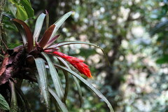 Guzmania jaramilloi