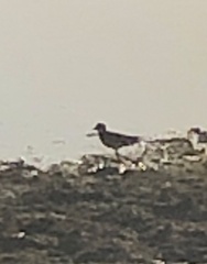 Charadrius vociferus