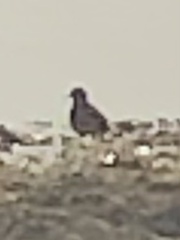 Charadrius vociferus