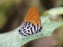 Drupadia ravindra