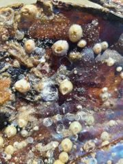 Amphibalanus improvisus