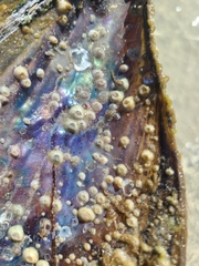 Amphibalanus improvisus