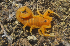 Jaguajir rochae
