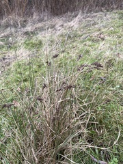 Juncus inflexus