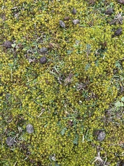 Syntrichia ruraliformis