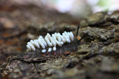 Microgastrinae