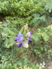Crotalaria verrucosa