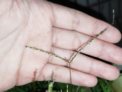 Digitaria radicosa