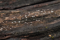 Propolis farinosa