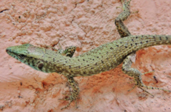 Algyroides nigropunctatus