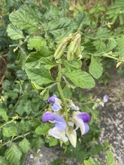 Crotalaria verrucosa