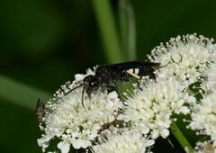 Tenthredo bifasciata