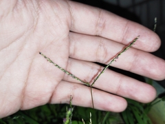 Digitaria radicosa