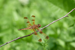 Libellula semifasciata