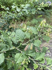 Crotalaria verrucosa