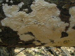 Skeletocutis papyracea