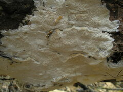 Skeletocutis papyracea