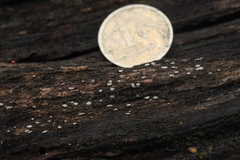 Propolis farinosa